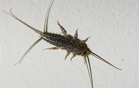 Silverfish crawling on the floor.
