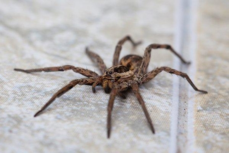 Large brown spider crawling on the floor.