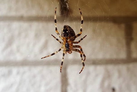 Close up picture of a Spider