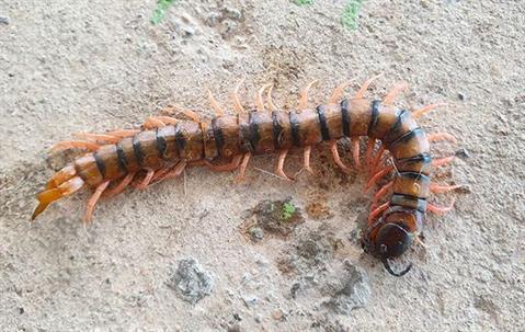 Close up picture of a Centipede