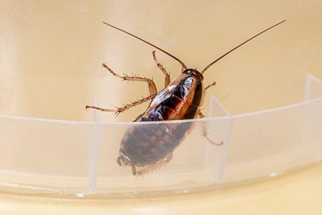 German Cockroach crawling on a plastic container.