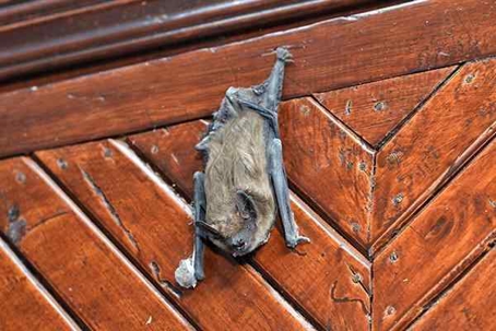 Bat crawling down a wooden wall.