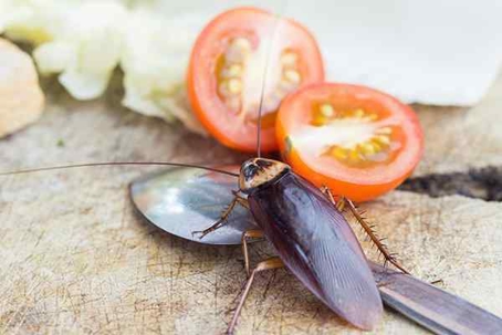 Cockroach on a spoon near chopped vegetables.