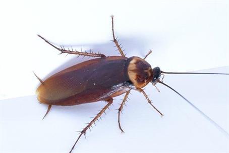 Cockroach crawling on the floor.
