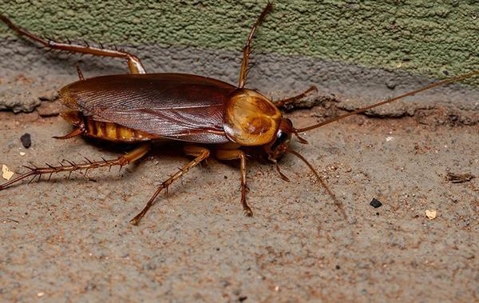 Cockroach crawling on pavement.