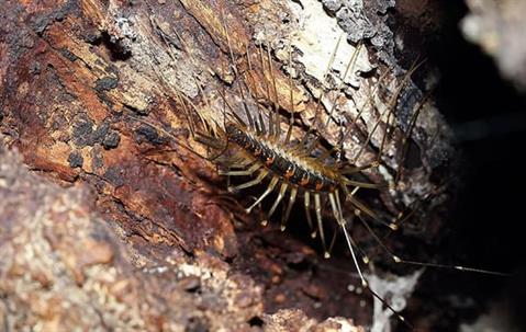Close up picture of a Centipede