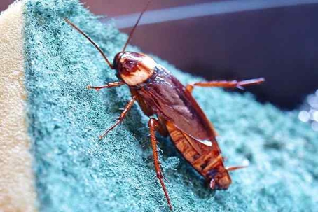 Close up picture of a Cockroach