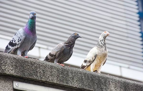 Pigeons on a roof