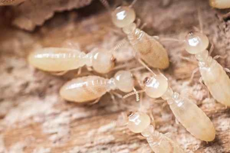 Several termites gathered on the ground