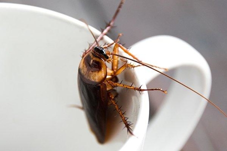 Cockroach inside a white coffee mug.