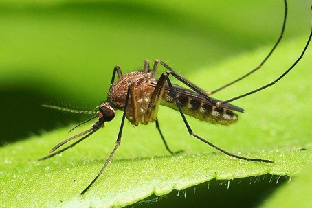 Close up picture of a Mosquito