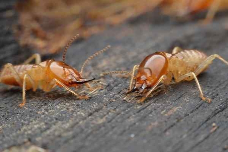 Termites