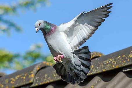 Pigeon in flight above a tile roof.