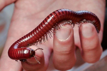 Long red Millipede crawling on someone's fingers.