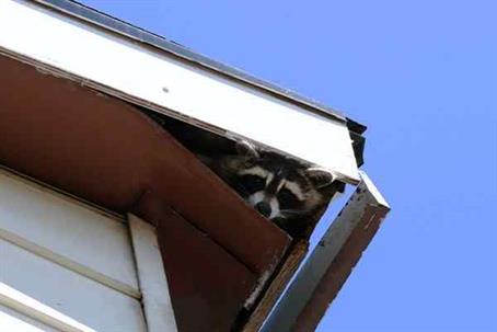 Raccoon peeking through a broken roof ceiling overhang.