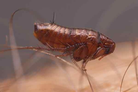 Close up picture of a Flea