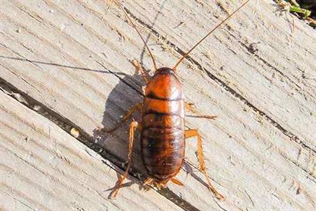 Close up picture of a Cockroach