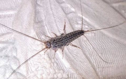 Silverfish crawling on a paper towel.