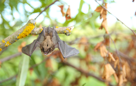 Small bat hanging from a tree branch in the day.