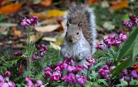 Squirrel standing in a garden.