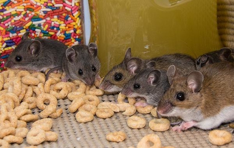 Mice eating