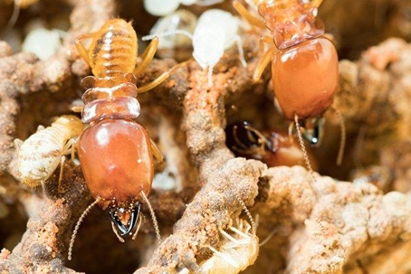 Close up picture of Termites