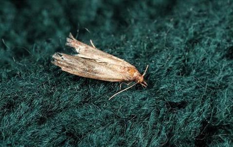 Moth on a rug.