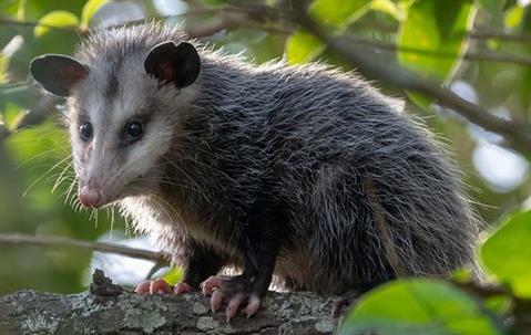 Opossum sitting on a tree branch.