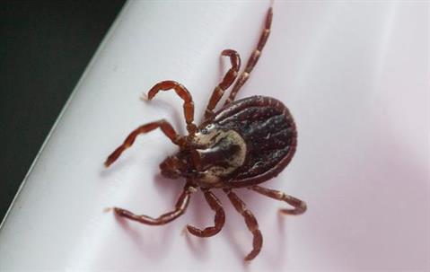 Tick crawling on a plate.