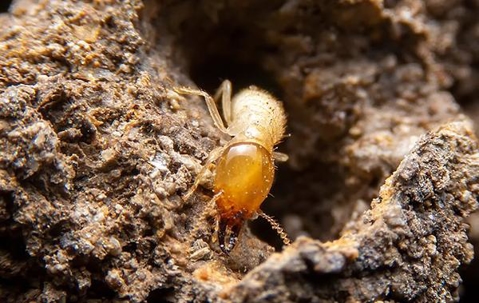 Termite crawling on rotten wood.