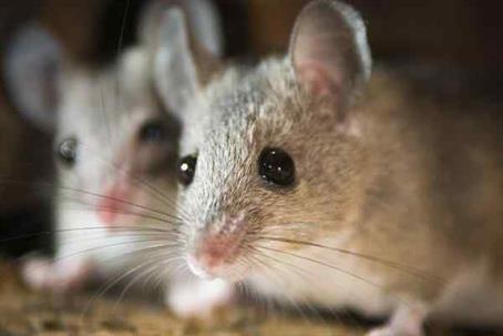 Two close up picture of a rat