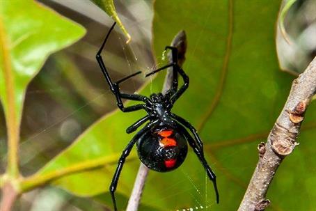 Black Widow Spider in its web outdoors.