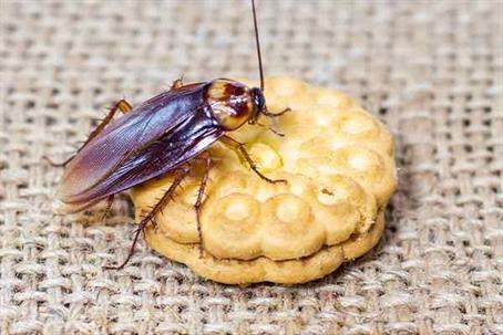 Close up picture of a Cockroach on a biscuit
