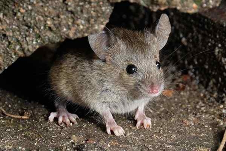 Rat on a dark corner