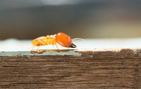 Termite crawling on wood.