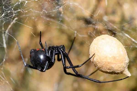 Black Widow Spider in its web with a large white egg sac.