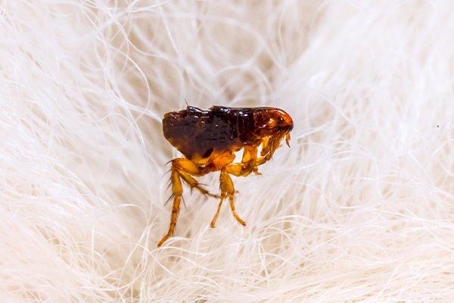 Close up picture of a Flea