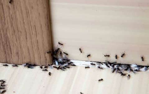 Ant infestation in a home.