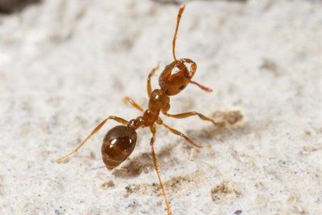 Close picture of a ant
