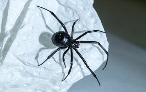 Black Widow Spider crawling on a paper towel.