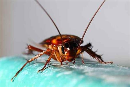 Close up picture of a Cockroach