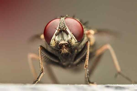 Close up picture of a fly