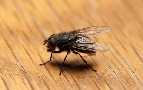 Fly crawling on a wooden table.