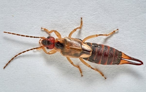 Earwig crawling on a white floor.