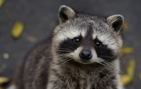Raccoon