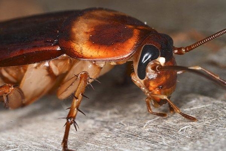 Cockroach crawling on a table.