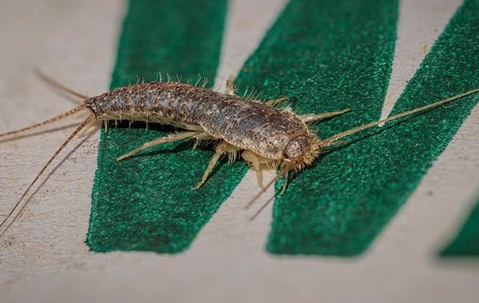 Silverfish crawling on a book page.