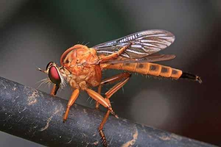 Phorid Fly