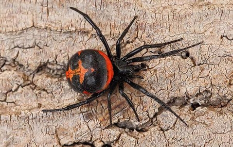 Black Widow Spider crawling on the ground.