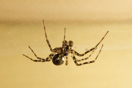 Spider hanging on a web